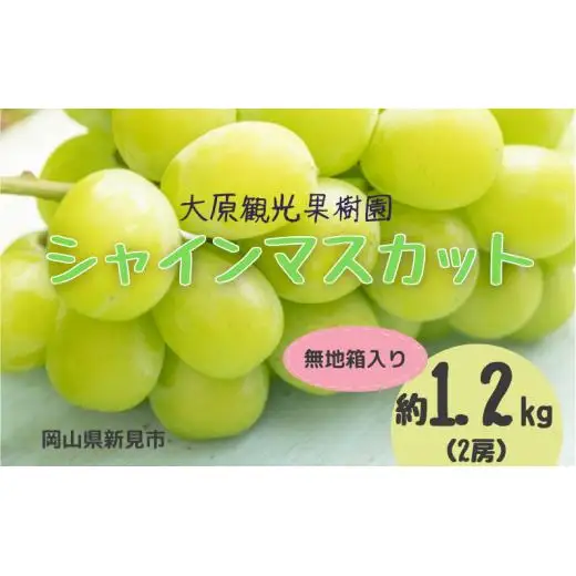 大原観光果樹園 シャインマスカット 約1.2kg 2房 【先行予約 9月中旬から順次発送】