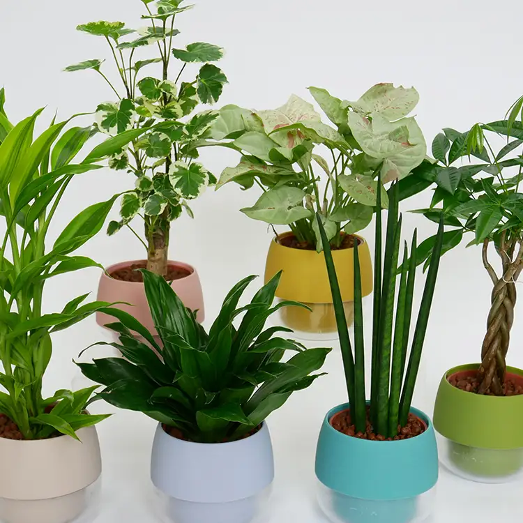 観葉植物 ハイミニビビスモーキー 6個 セット