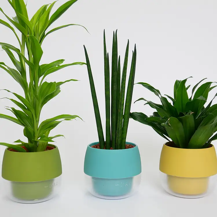 観葉植物 ハイミニビビスモーキー 3個 セット B | 愛知県岡崎市