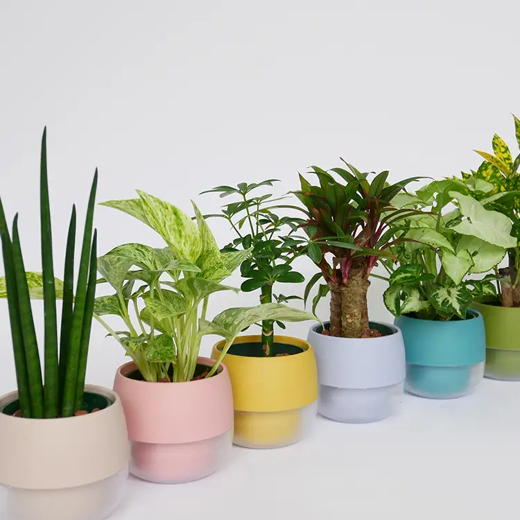 観葉植物 キュートビビスモーキー 6個 セット