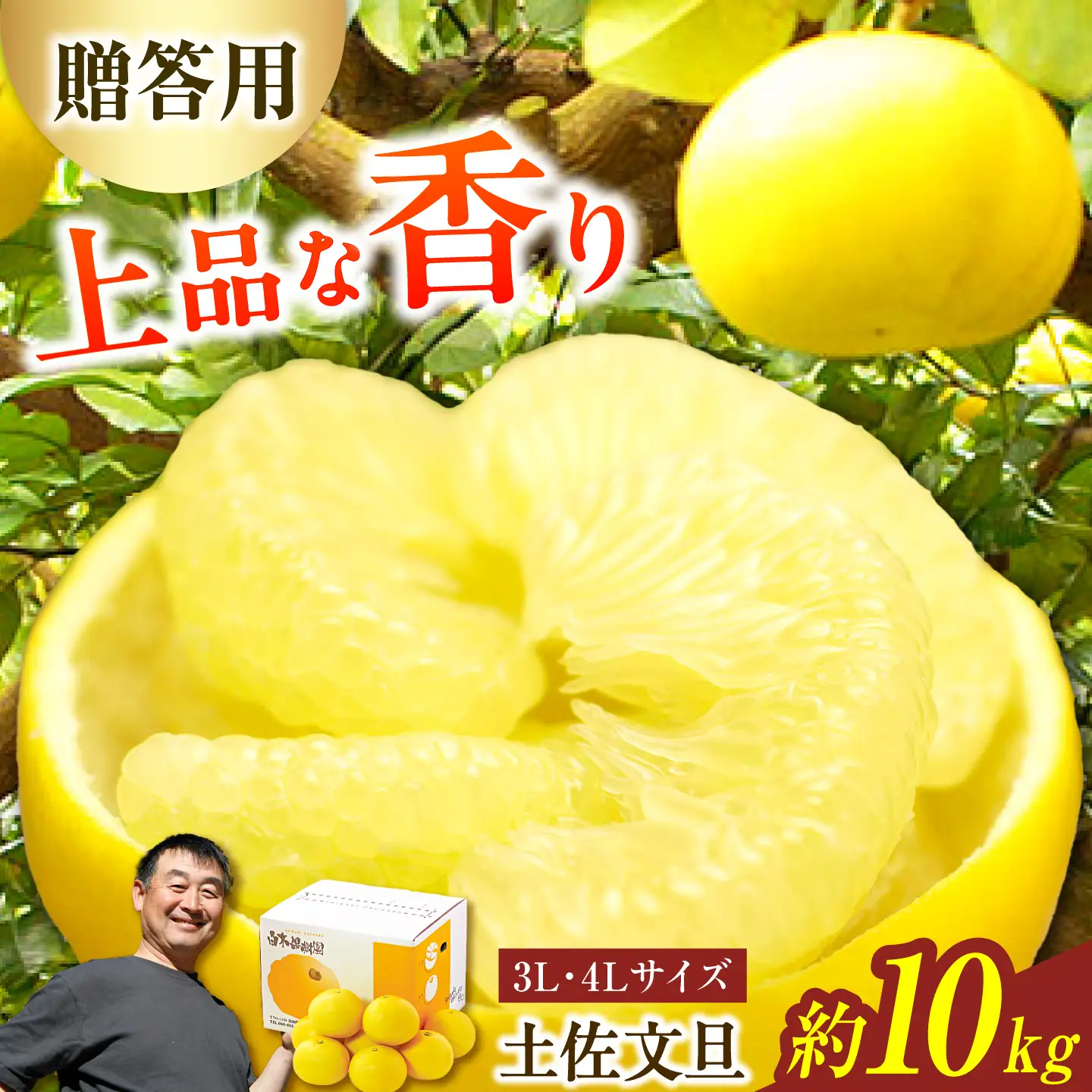 【先行予約】＼果樹園直送／贈答品 土佐文旦 約10kg  大玉 4Lから3Lサイズ (13から18個入り)〈2027年2月中旬から3月中旬頃発送〉 高知県 土佐市【白木果樹園】 [BQAI004]