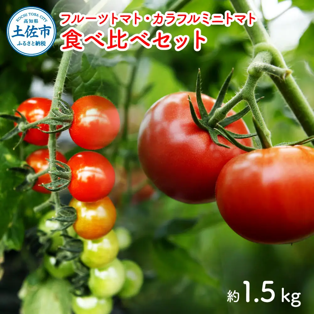 【先行予約】フルーツトマト＆カラフルミニトマト食べ比べセット約1.5kg / 15品種から厳選〈2027年1月下旬から順次発送〉高知県産 高知県 土佐市【ファーム輝】 [BQBM001]