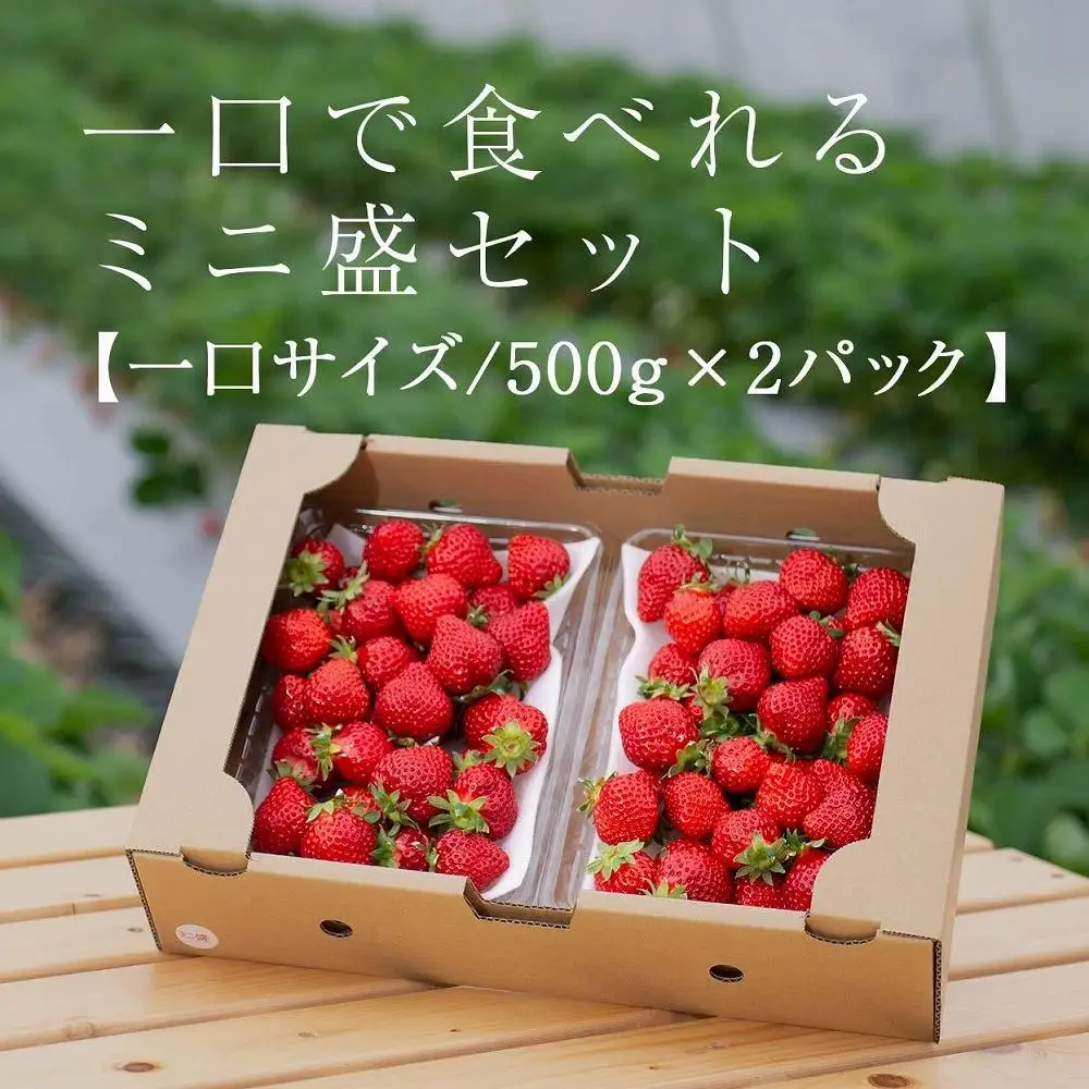 【2027年1月～4月出荷分予約販売】★たっぷり1000g！★ミニサイズの「完熟あまおう」セット