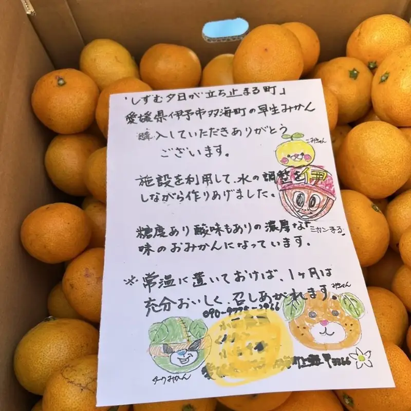 みかん 愛媛 オーガニック完熟早生みかん 10kg 人気 数量限定 柑橘 伊予市｜B91