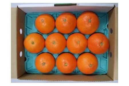 みかん 愛媛 紅まどんな1.7kg×2 人気 数量限定 先行予約 柑橘 伊予市｜C14