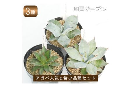 多肉植物 インテリア アガベ 人気品種おまかせ3ポットセット 5号黒鉢 四国ガーデン 人気 観葉植物 グリーン リラックス 初心者でも育てやすい 伊予市｜C22