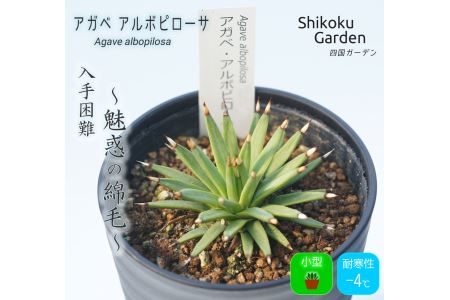 多肉植物 インテリア アガベ アルボピローサ 3.5号黒鉢 四国ガーデン 人気 観葉植物 グリーン リラックス 初心者でも育てやすい 伊予市｜C24