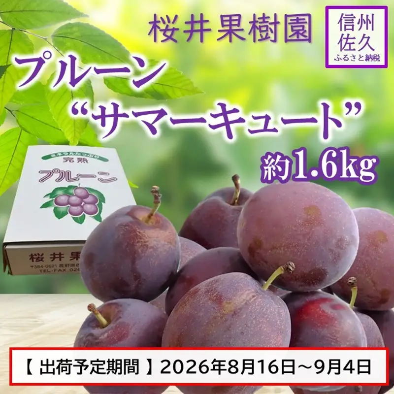 プルーン約1.6kg（400g×4パック）（家庭用）【先行予約・2026年８・９月出荷】 （北海島・沖縄・離島は配送不可）サマーキュート 信州 果物 旬彩 期間限定