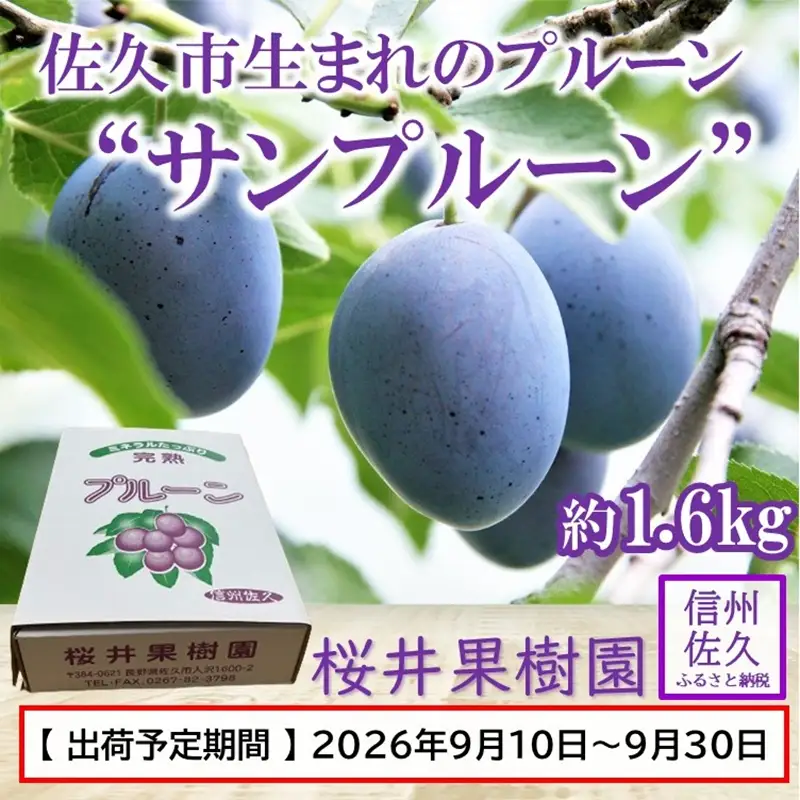 プルーン約1.6kg（400g×4パック）（家庭用）【先行予約・2026年９月出荷】 （北海島・沖縄・離島は配送不可）サンプルーン 信州 果物 旬彩 期間限定
