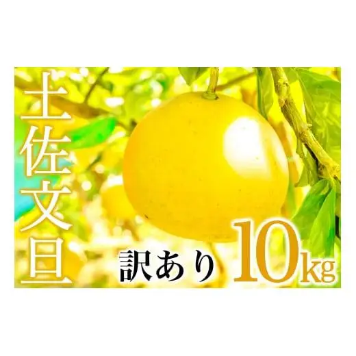 【早期予約】 国産 訳あり 文旦 10kg 旬 季節 新鮮 ぶんたん みかん オレンジ 柑橘 果物 フルーツ 果肉 果汁 産地 直送 デザート スイーツ ゼリー ジュース アイス ケーキ おすすめ 送料無料 贈答 ギフト お歳暮 年末 年始 お正月 高知県 須崎市 AWA010_x