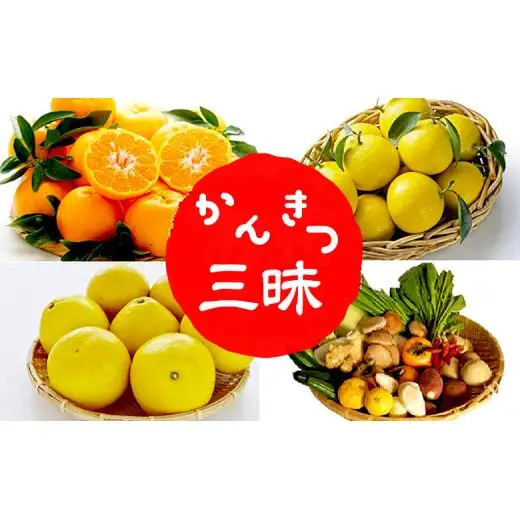 【柑橘定期便3回】 定期便