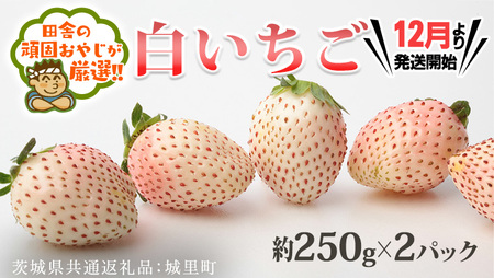 赤いちごと白いちごの宝石箱 18粒 【12月から発送開始】（茨城県共通返礼品 [いちご]：城里町産） ギフト 贈答 フルーツ 果物