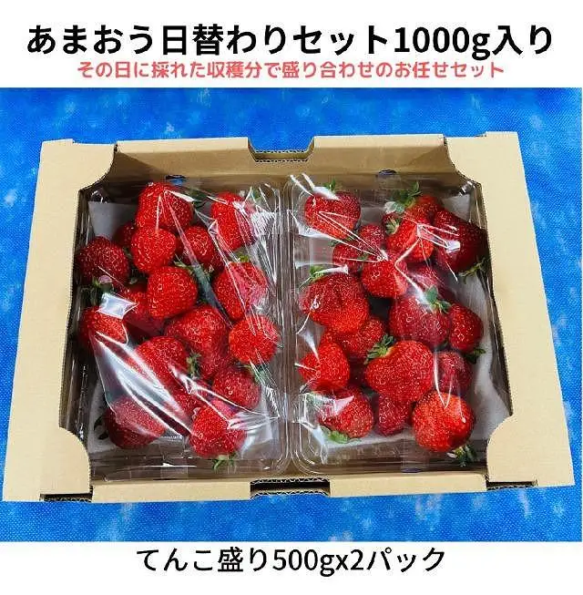 【2027年1月～4月出荷分予約販売】ボリューム満点てんこ盛り500g×2パック！完熟あまおう日替わりセット1000g