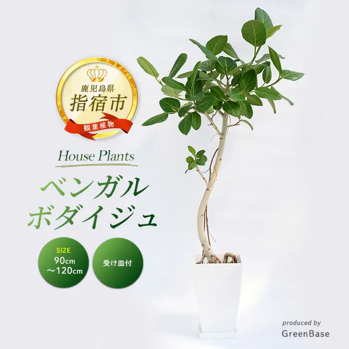 観葉植物 ベンガルボダイジュ(フィカス・ベンガレンシス) 90cm～120cm Green Base IB003-008 観葉植物 観葉植物