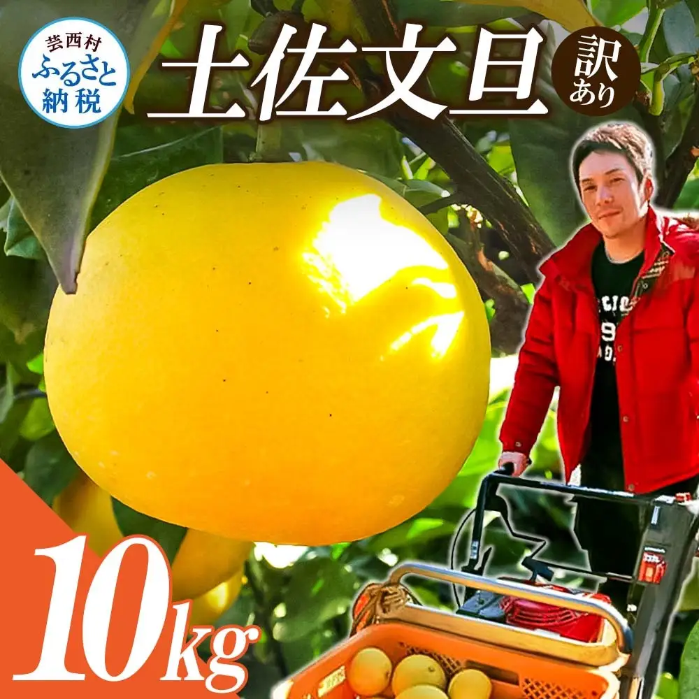 【先行予約】訳あり 土佐文旦 10kg 高知県産 【文旦】