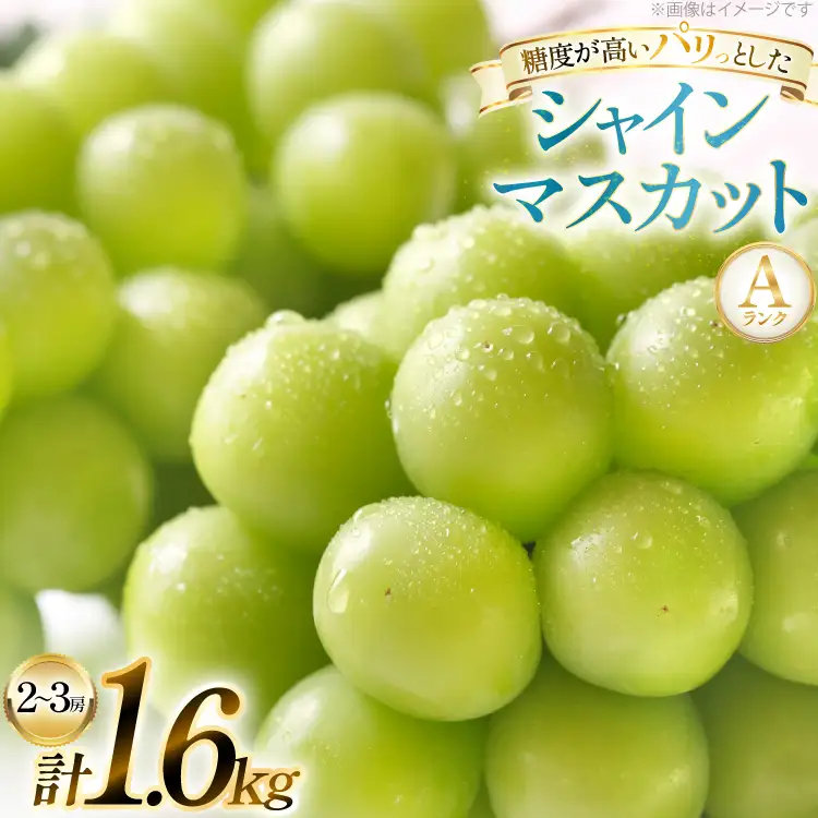 【期間限定発送】 シャインマスカット Aランク 2～3房1.6kg