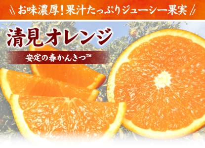 田村産清見オレンジ[約4.5kg]湯浅町田村産春みかん(果実サイズおまかせ)/紀伊国屋文左衛門本舗　※2027年3月中旬～4月下旬頃発送予定【kztb492A】