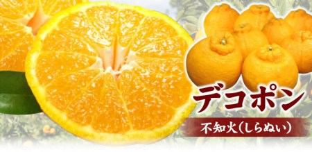 田村産「デコ」不知火[約2.8kg]湯浅町田村産春みかん(果実サイズおまかせ)/紀伊国屋文左衛門本舗　※2027年2月中旬～3月下旬頃に順次発送予定(お届け日指定不可)【kztb493B】