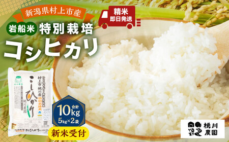 【新米受付・令和8年産米】 新潟県村上市桃川産 特別栽培 コシヒカリ 10kg（5kg×2袋）NAB4038