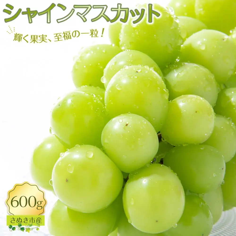シャインマスカット 600g ぶどう 朝採り 厳選 旬 フルーツ 果物 香川県 さぬき市 | シャインマスカット
