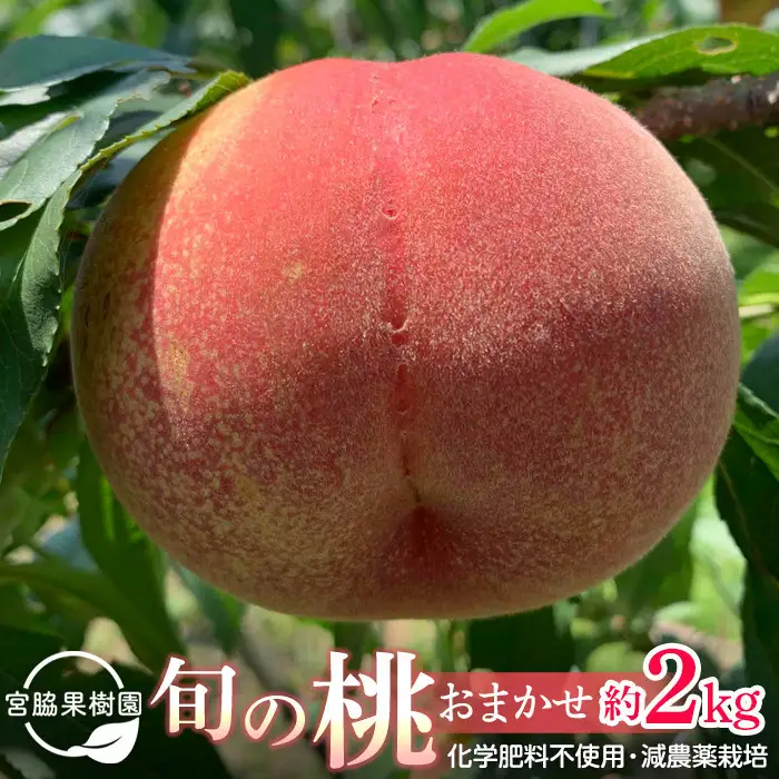 【2026年8月中旬以降より発送】旬の桃おまかせ約2kg・6～9玉（自家製有機肥料・減農薬・化学肥料無使用） 川中島白桃 黄桃 西王母 あかつき