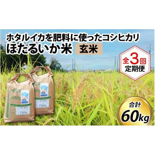 ほたるいか米（玄米20kg）×3回 計60kg【3ヶ月定期便】 [H-021002]
