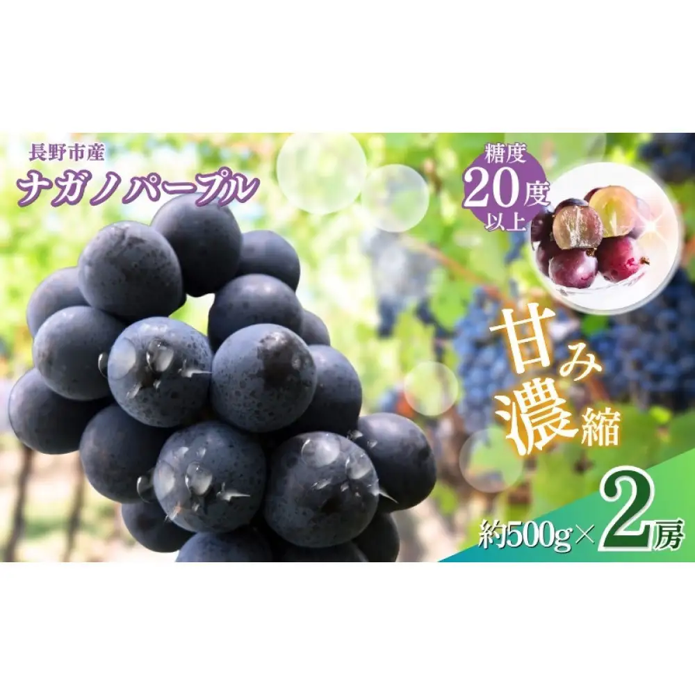 おかべ農園　長野市産 ナガノパープル（贈答用）2房【2026年9月上旬頃発送予定】  |ぶどう ぶどう