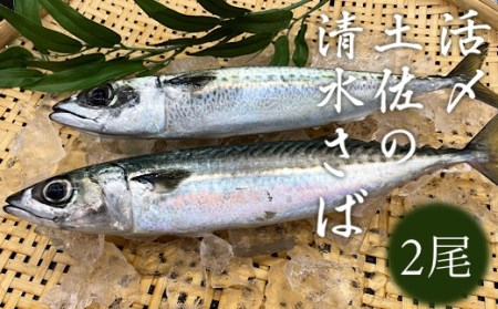 活〆土佐の清水さば（2尾）【R00246】