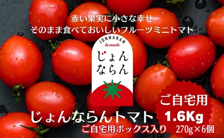 ミニトマト じょんならん モリヒロ園芸 ご自宅用 ミニトマト