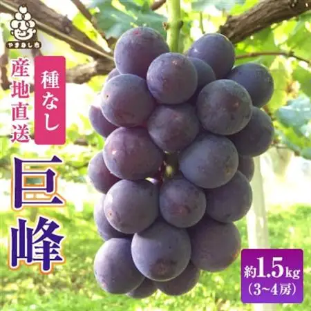 2026年発送　銀河農園まきおか 巨峰 約1.5kg (3～4房)【配送不可地域：離島】【1111660】