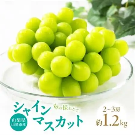 【2026年発送】山梨県山梨市産　旬の採れたてシャインマスカット　秀等品　約1.2kg　2～3房【配送不可地域：離島・沖縄県】【1134845】