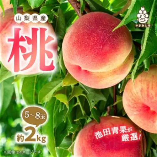 【2027年(来年)発送】 桃 約2kg (5玉~8玉) 厳選 ! 池田青果の もも【配送不可地域：離島・沖縄県】【1280520】