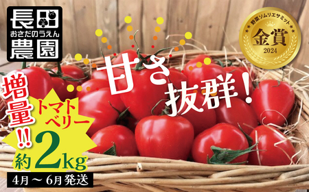 【2027年度予約分】増量約2kg！甘さ抜群!!トマト嫌いでも食べられるトマトベリー 4月～6月発送 野菜ソムリエサミット 金賞 受賞 長田農園 産地直送 トマト とまと 野菜 やさい フルーツ サラダ 濃厚 甘い ご褒美 プレゼント 美容 健康 リピート多数 人気 高評価 数量限定 碧南市 H004-196