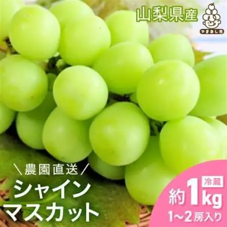 【2026年発送】シャインマスカット 約1kg (1～2房) 朝採り シャインマスカット【配送不可地域：離島・沖縄県】【1299620】