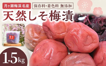 ［梅干し］　月ヶ瀬梅渓名産　天然しそ梅漬　1.5ｋg 11-078
