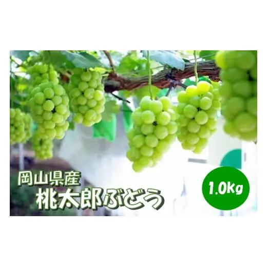 岡山県 勝央町産 桃太郎ぶどう (瀬戸ジャイアンツ) 1.0kg(2房) ＜10月発送＞ _A12