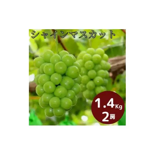 岡山県産 シャインマスカット 1.4kg以上(2房) ＜9月中旬から10月中旬発送＞ _A18