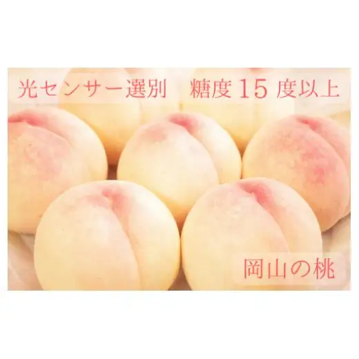 樹熟し 白桃 2kg 糖度15度以上 【極甘】 _S117