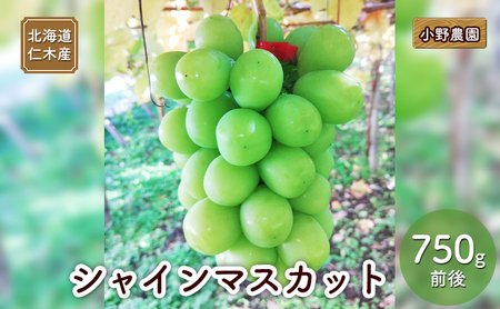 [2026年発送] 北海道 仁木産 シャインマスカット 750g前後  果物 ぶどう フルーツ おやつ デザート 食後 有機肥料 農薬低減 国産 直送 産地直送 食べ物 食品 北海道産 [株式会社　小野農園]