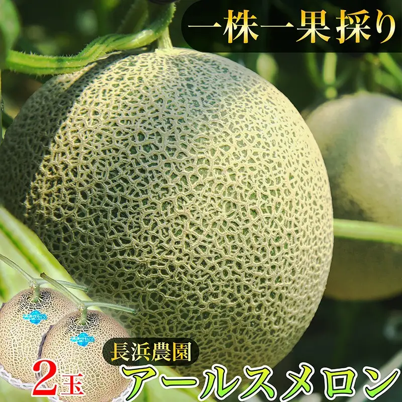 メロン／果物【数量限定50】アールスメロン（ネットメロン） 2玉（2026年7月上旬～発送）メロン・果物・フルーツ