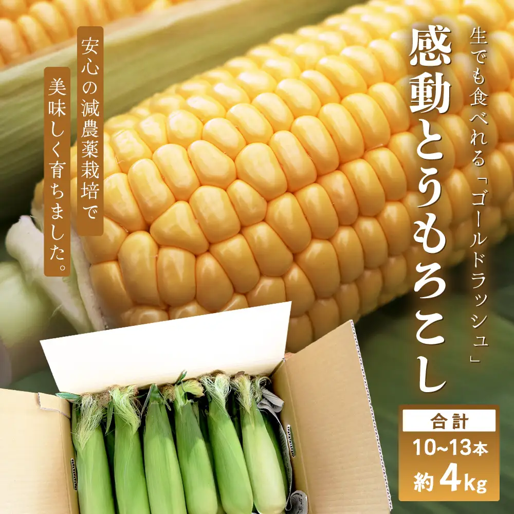 【数量限定】 【先行予約・2027年5月～】感動とうもろこし ( 約4kg / 10～13本 ) FR-521 ｜野菜 やさい とうもろこし ゴールドラッシュ トウモロコシ 生でも おいしい 大粒 新鮮 産地直送 先行予約 数量限定 4kg 減農薬 栽培 鹿児島県 南大隅町
