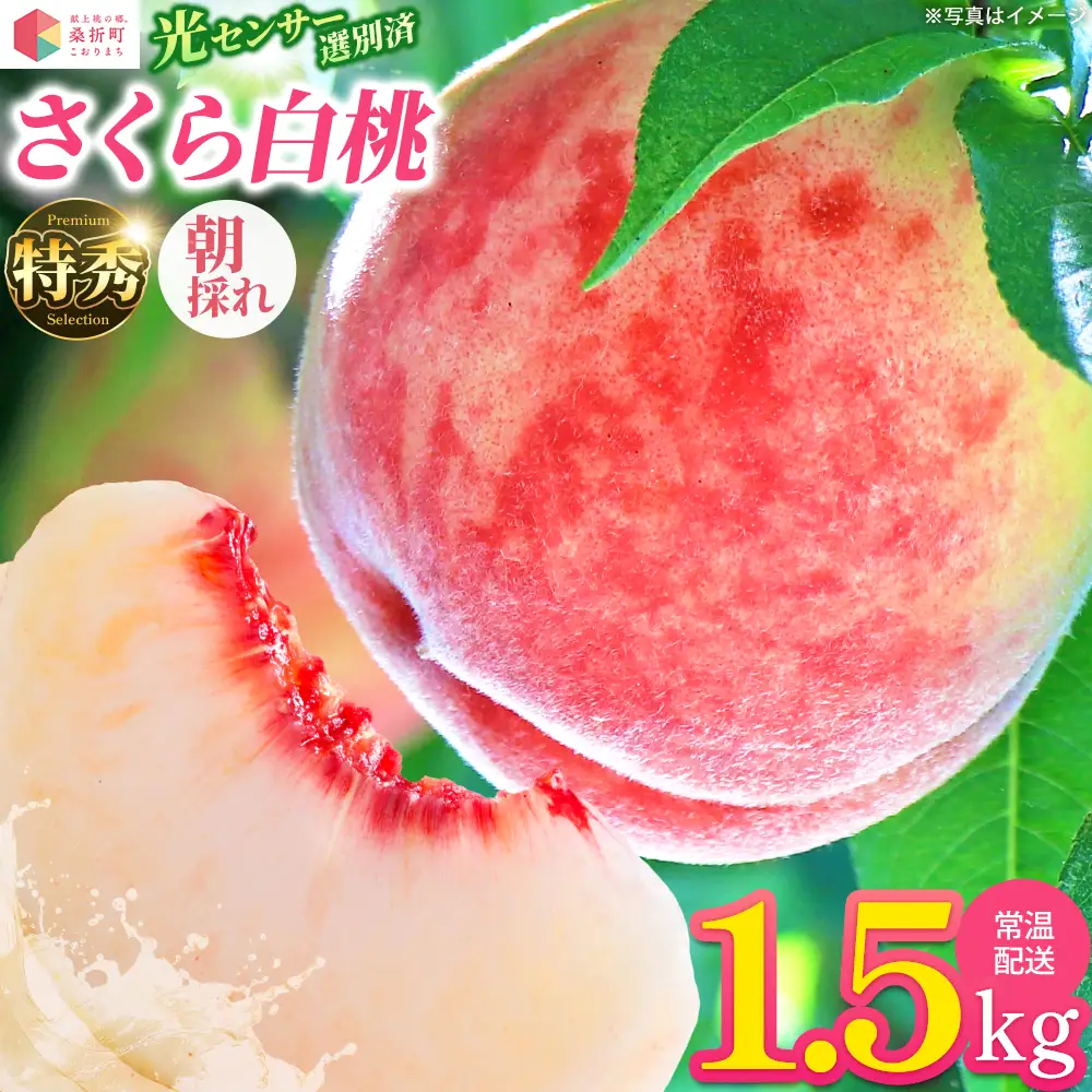 もも【さくら白桃・2026年産】特秀1.5kg　桑折町産　JAふくしま未来　桃　献上桃の郷　【07301-0168】