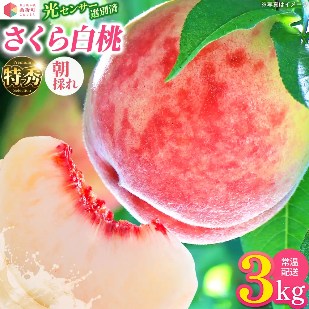 もも【さくら白桃・2026年産】特秀　3kg　桑折町産　JAふくしま未来　桃　献上桃の郷　【07301-0171】