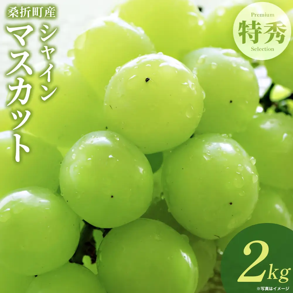 【令和9年9月頃発送・先行予約】ぶどう（シャインマスカット）特秀2kg　桑折町産　JAふくしま未来　葡萄 ／ シャインマスカット ぶどう 葡萄 フルーツ 2kg 特秀品 高品質 皮ごと食べられる 甘いぶどう 果汁たっぷり 大粒ぶどう 贈答用 家庭用 秋フルーツ お取り寄せフルーツ 新鮮フルーツ 福島県 特産品 【07301-0172】