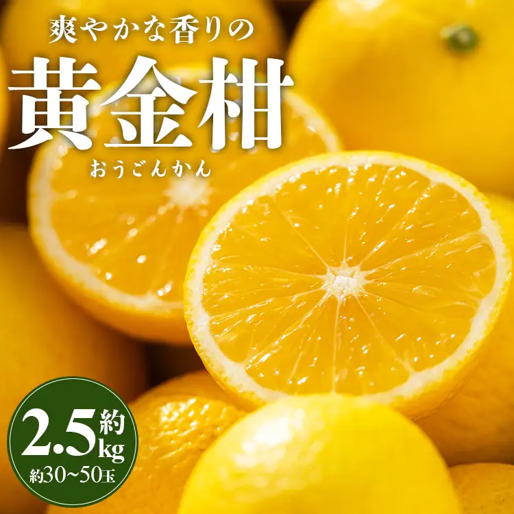 【先行受付】黄金柑 2.5kg 黄金柑 柑橘 ms-0044