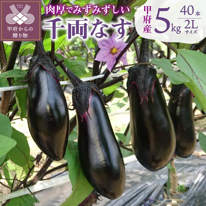 なす(千両茄子) 5kg