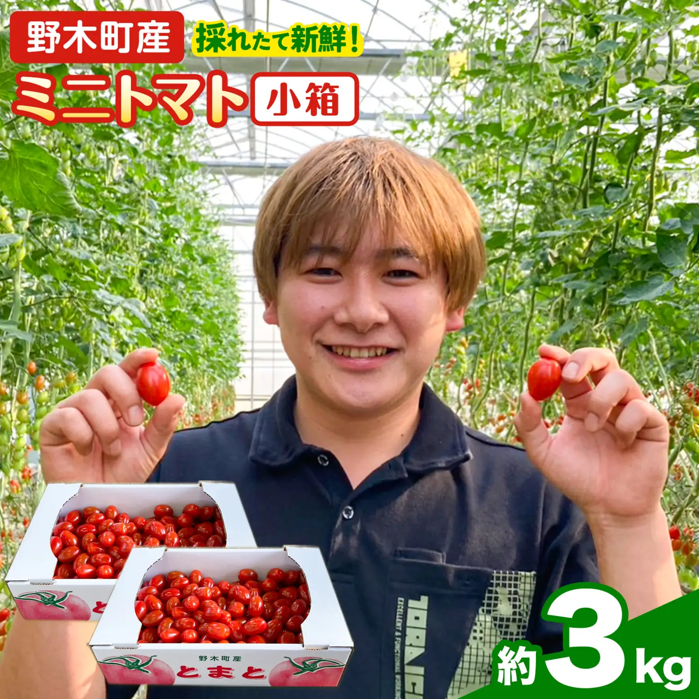 ミニトマト1.5kg×2箱トマト野菜矢畑