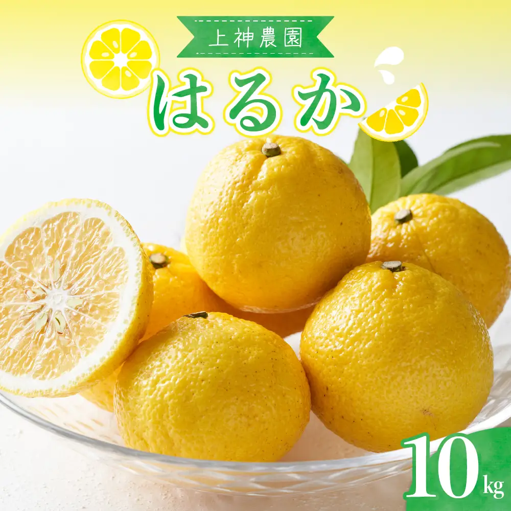 先行受付 2027年2月下旬～発送 はるか 約10kg 広島県 柑橘