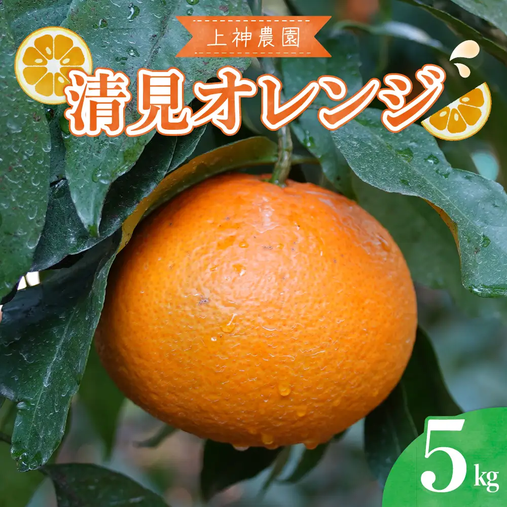 先行受付 2027年3月上旬～発送 清見オレンジ 約5kg 柑橘 呉市