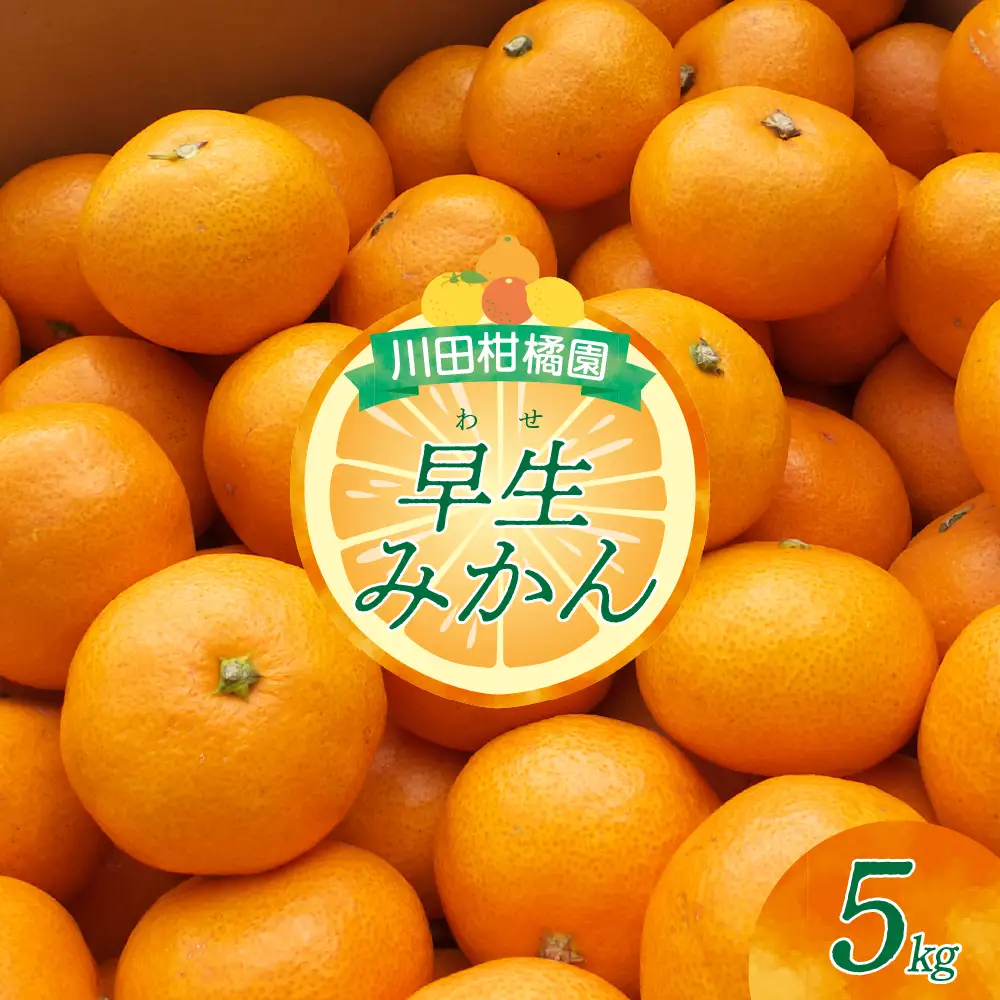 【先行受付】【2026年11月上旬～発送】川田柑橘園 広島大長産 「早生みかん」5kg ku055-005-26